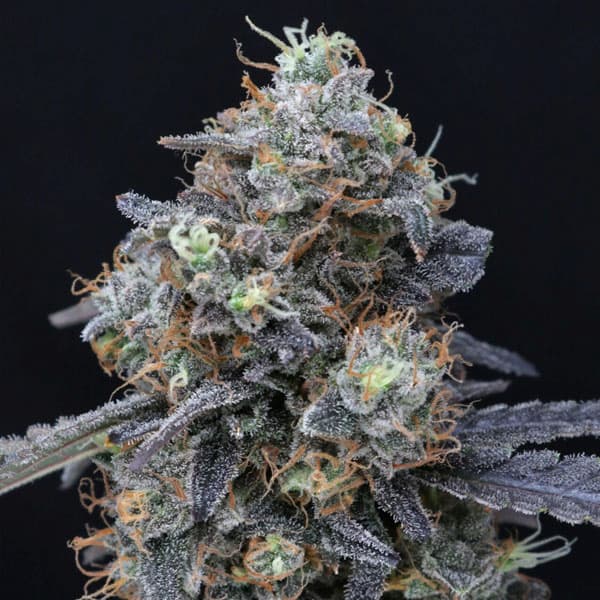 Minty Grape Kush Seed > Pure Instinto | Feminized Cannabis   |  Indica